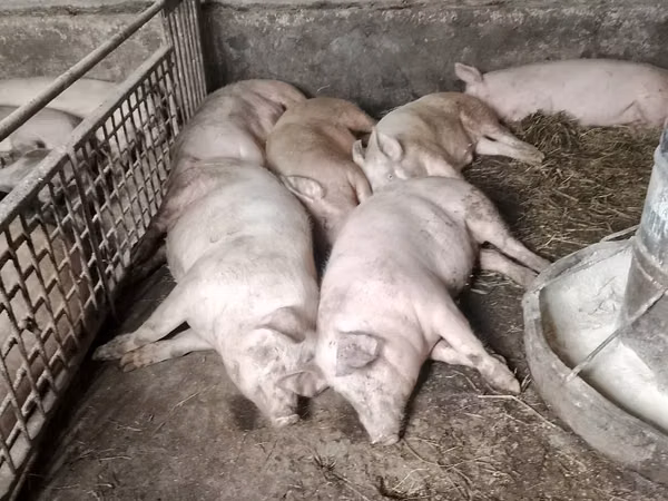 Boar, Pigs