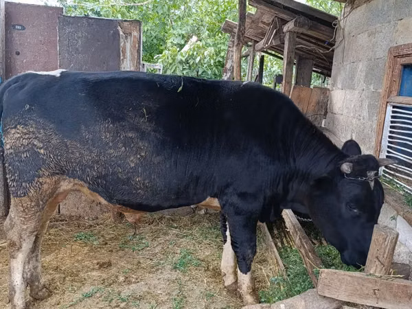 Bull, Cattle — Moldova
