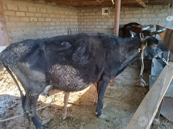 Cow, Cattle