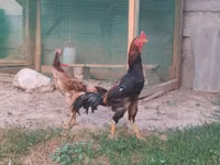 Chickens — تصویر 2