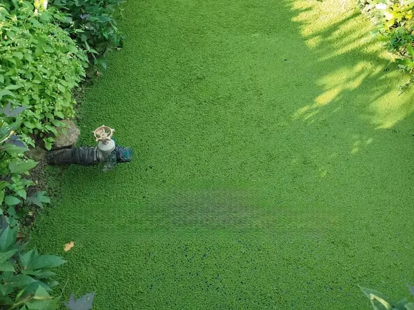 Best Azolla Seeds in Kenya - Location CBD Nairobi
