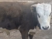 İnək, Latvian Blue cattle — foto 1