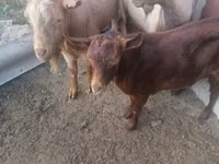 Baran, Owce — zdjęcie 4