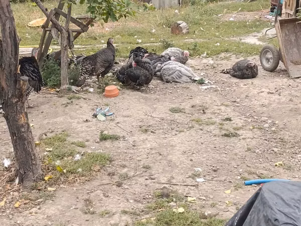 Turkeys — Kyrgyzstan