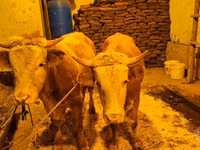 Cow, Simmental cattle — photo 4