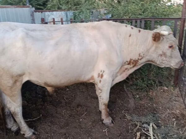 Bull, Simmental cattle — Kazakhstan