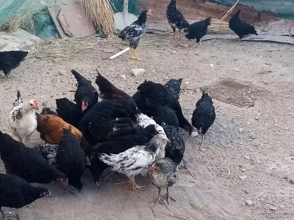 آسترالورپ
