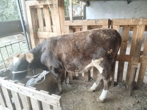 Cow, Cattle — Kyrgyzstan