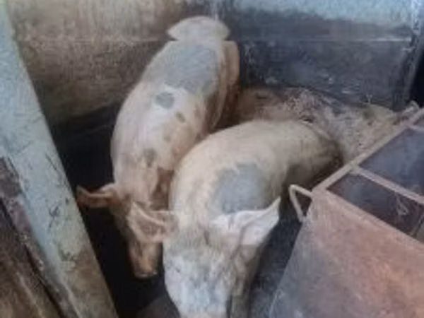 Sow, Pigs — Hungary