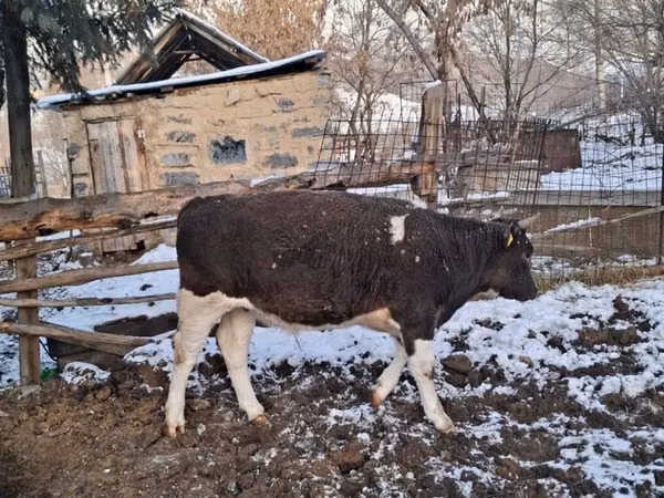 Bull, Kazakh White-headed cow