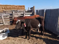 Bull, Cattle — photo 2