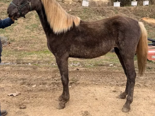 Mare, Rocky Mountain Horse