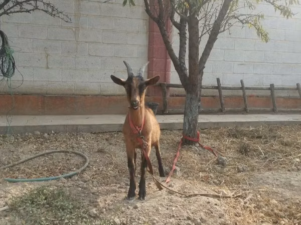 山羊（批次，未指定性别）, Alpine goat