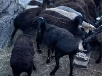 قوچ, گوسفند — عکس 2