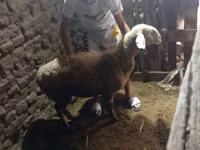 میش, گوسفند — عکس 4
