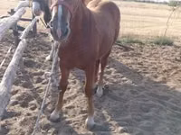 Kuda betina, Horses — foto 3