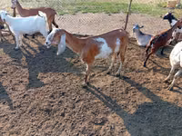 Capra, Nubian Goat — foto 1