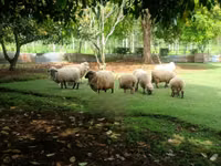 母羊, Hampshire sheep — 照片 2