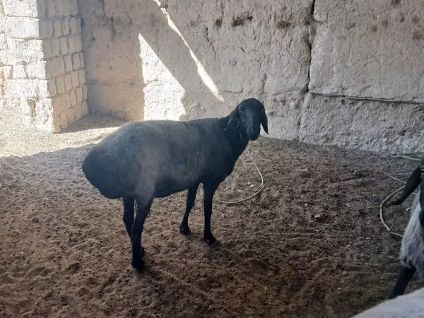 Sheep, Sheep — Uzbekistan