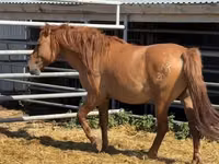 Horse (M), Mugalzhar horse — photo 4