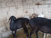 Oveja, Ovejas — foto 7