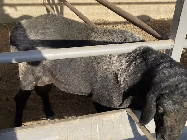 Kambing jantan, Sheep — Uzbekistan