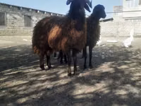 የጎትት አውራ በግ, Sheep — ፎቶ 3