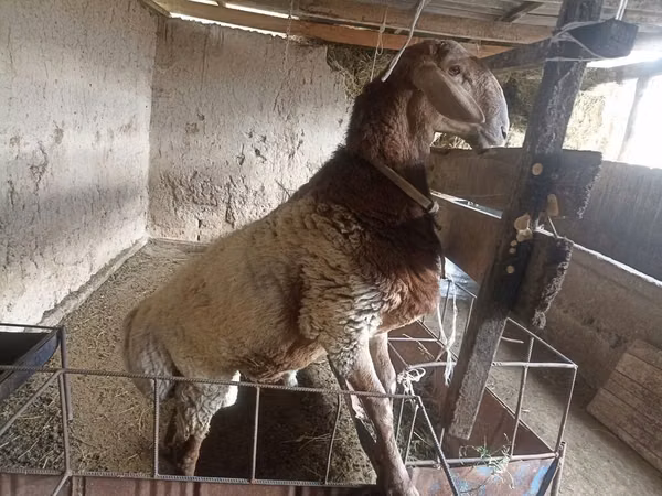 Ram, Rhon sheep — Kyrgyzstan