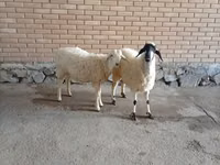 تيس, الماعز — الصورة 2