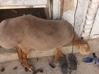 Sheep (batch, sex not specified), Sheep — photo 2