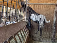 Goat, Kamori goats — photo 3