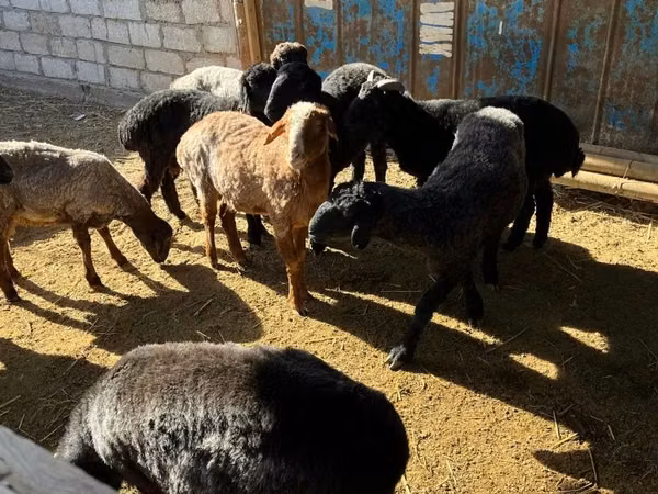 Ram, Sheep — Kazakhstan