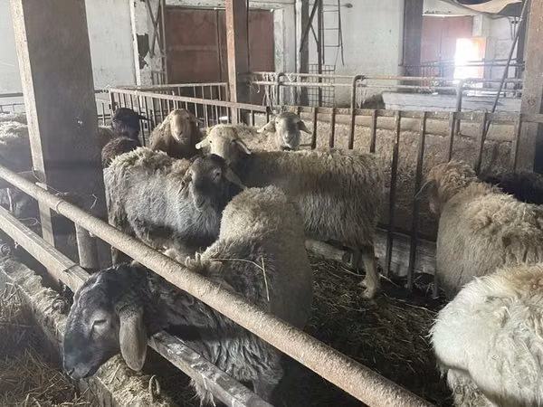 公羊, Sheep — 哈萨克斯坦