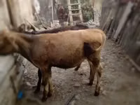 公牛, Cattle — 照片 2