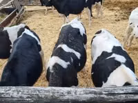 Bull, Holstein breed — photo 3