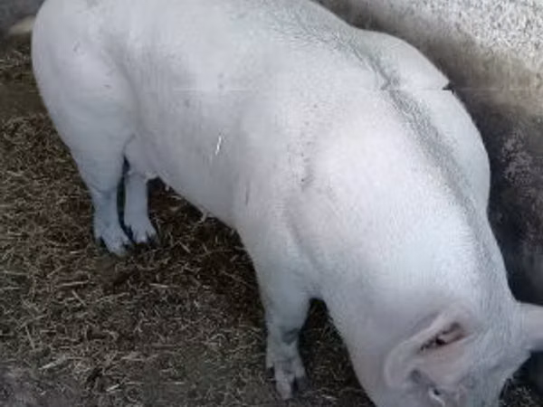 Sow,  — Hungary