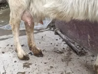بز ماده, Saanen goat — عکس 3