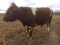 Touro, Simmental cattle — foto 2