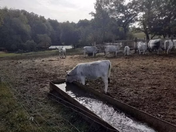 Krava, Mađarska siva rasa