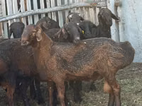 Sheep, Edilbay sheep — photo 2