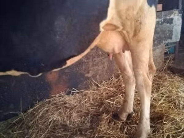 Vache, Race Holstein — Hongrie