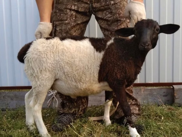 Ovce, Barbados Blackbelly sheep — Kazachstán