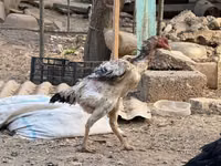 Chickens — foto 3