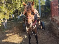 Mare, Horses — photo 2