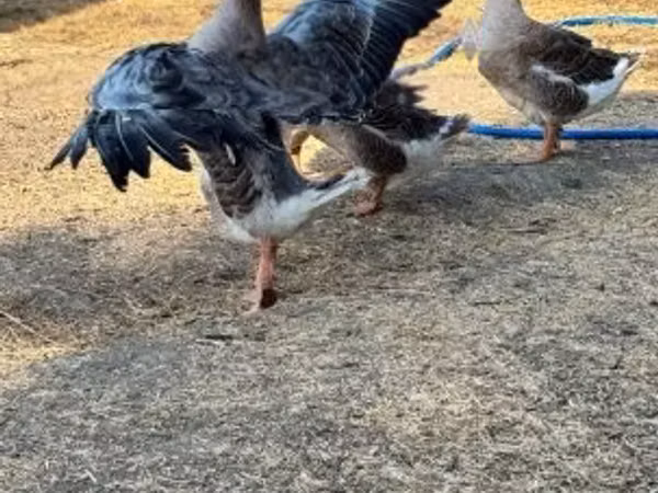 Geese — Hangari
