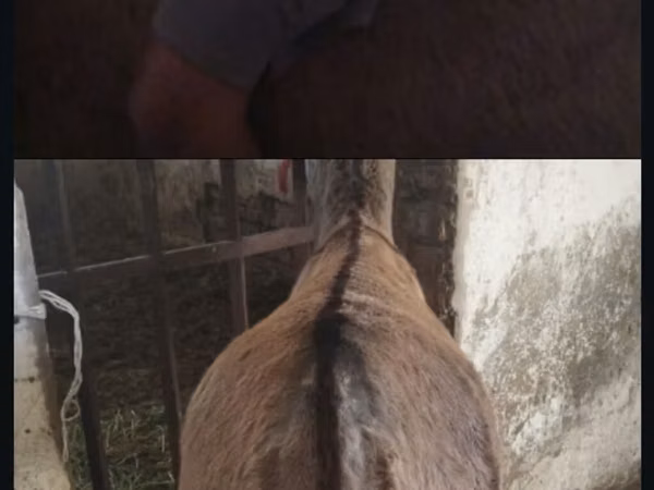 Horse (M), Horses — Kyrgyzstan