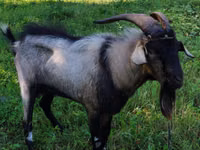 تيس, Nubian Goat — الصورة 3