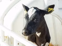 Býk, Swiss cattle — foto 7