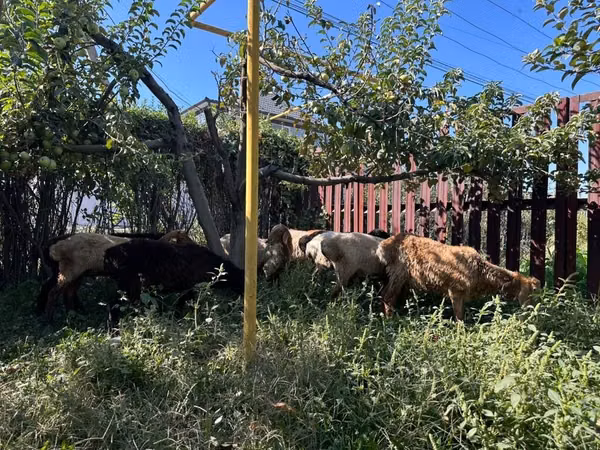 Ram, Sheep — Kyrgyzstan