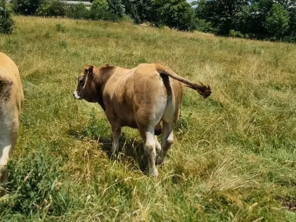 Bull, Aubrac cattle